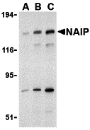 NAIP Antibody - BSA Free