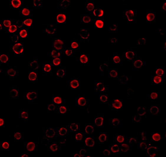 DAD1 Antibody - BSA Free