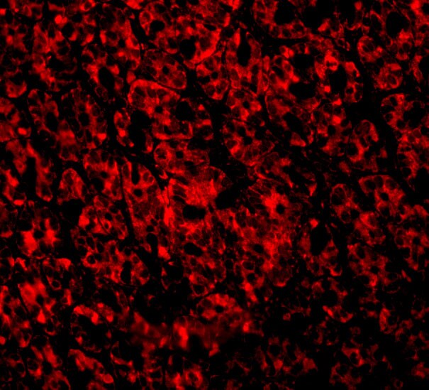 ARMER Antibody - BSA Free