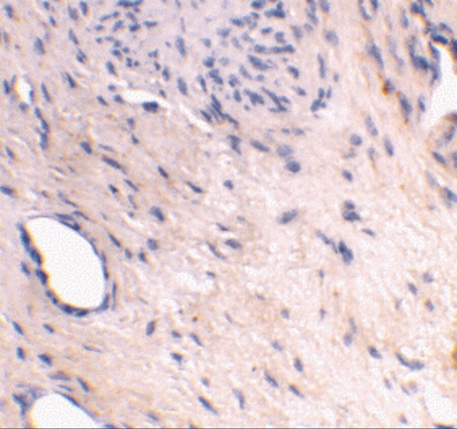 ARMER Antibody - BSA Free