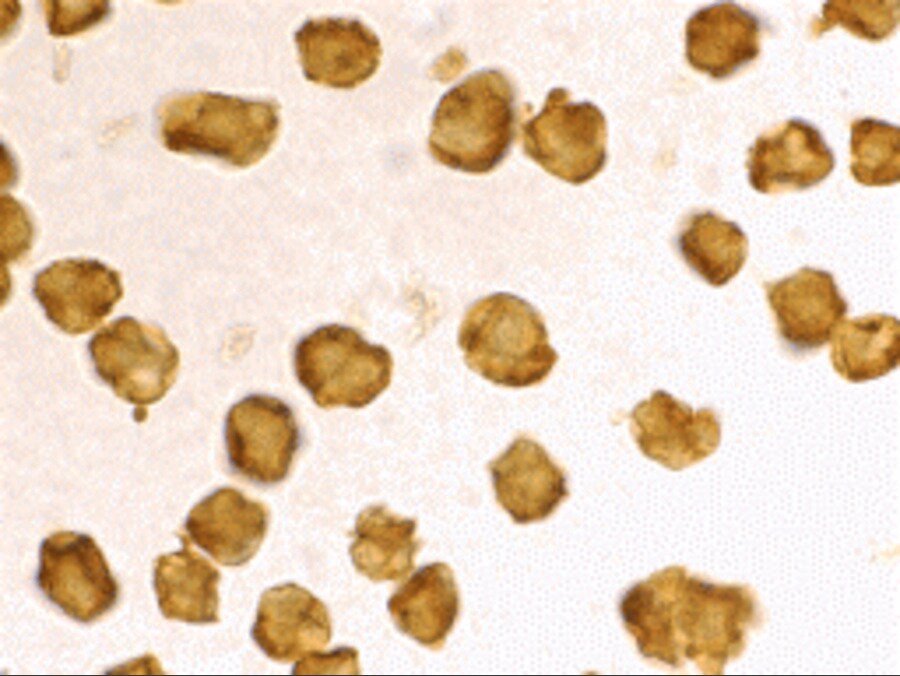 SARM1 Antibody - BSA Free