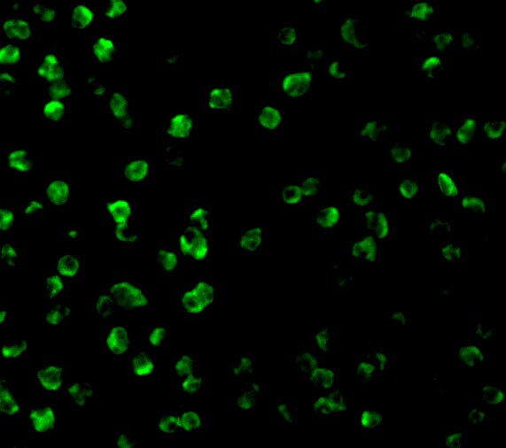 SARM1 Antibody - BSA Free