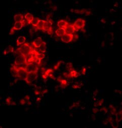 MD-2 Antibody - BSA Free