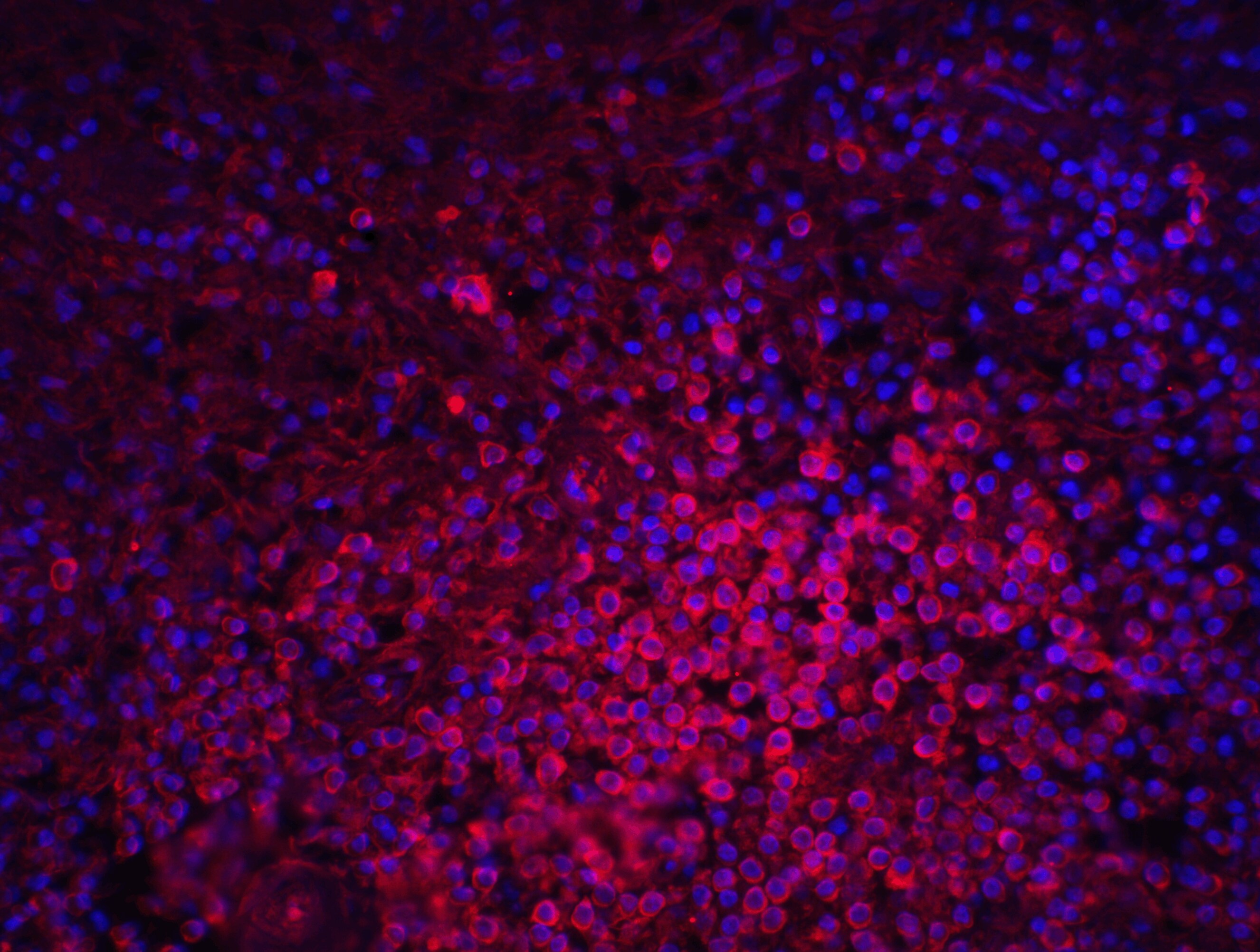 MD-2 Antibody - BSA Free