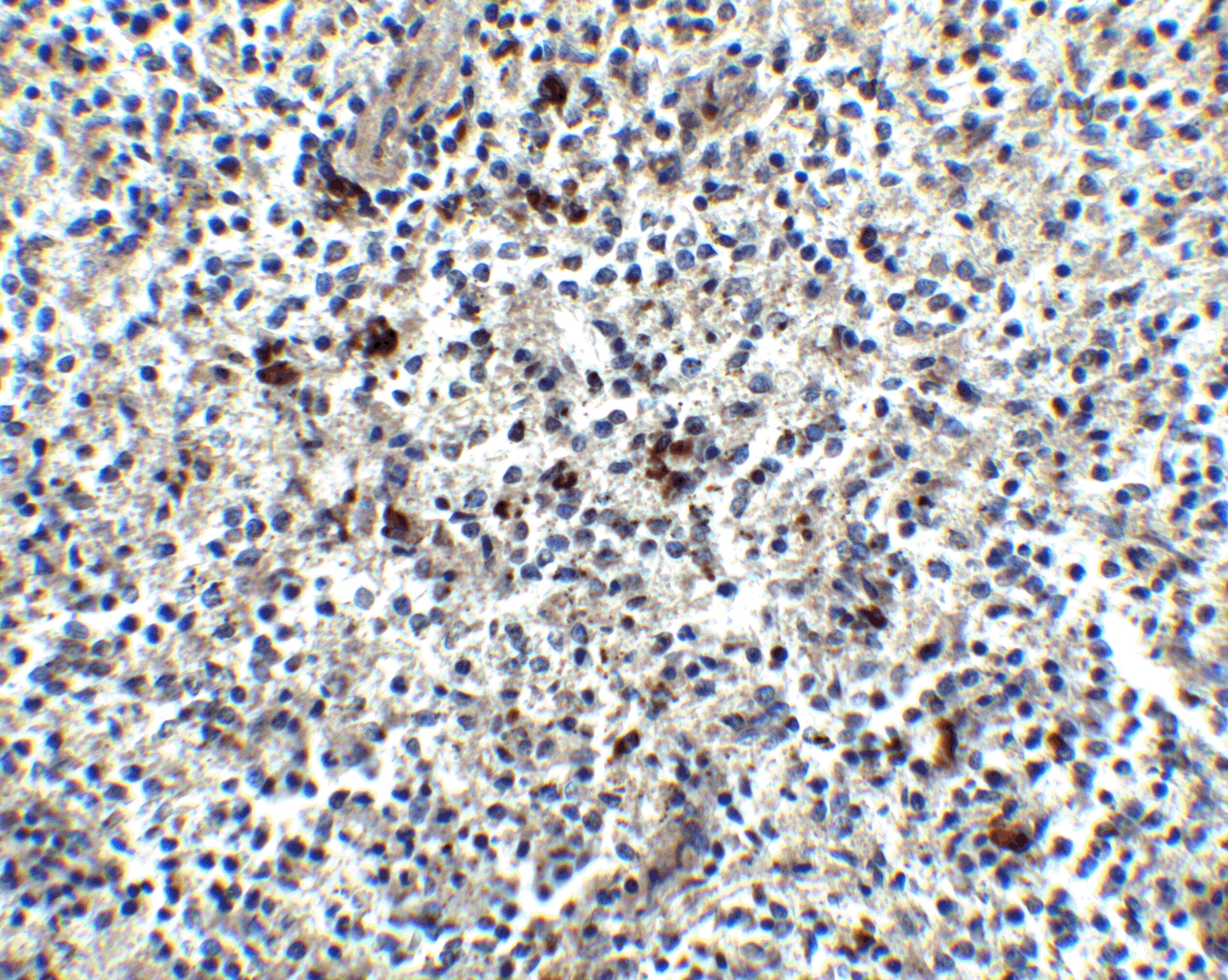 MD-2 Antibody - BSA Free
