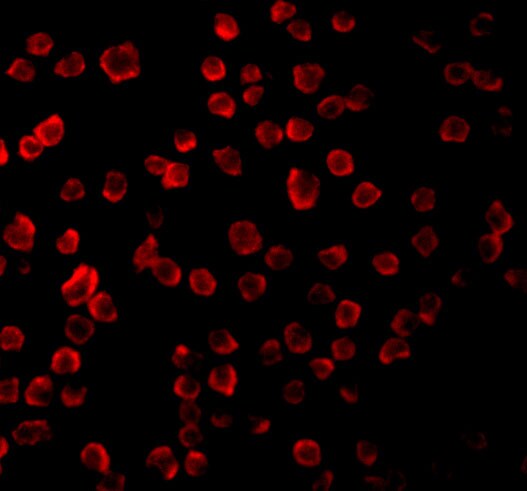 TLR11 Antibody - BSA Free