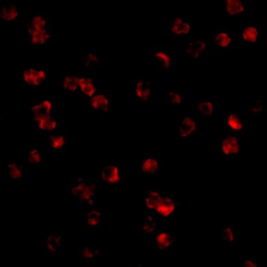 TLR8 Antibody - BSA Free