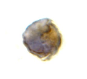 TLR8 Antibody - BSA Free