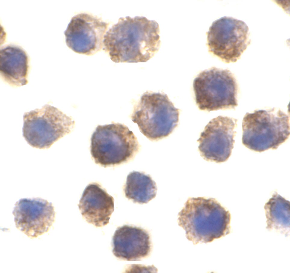 TLR11 Antibody - BSA Free