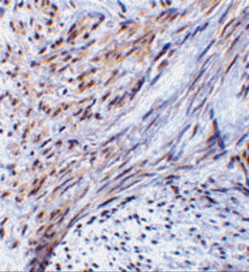 TRIM5 alpha Antibody - BSA Free