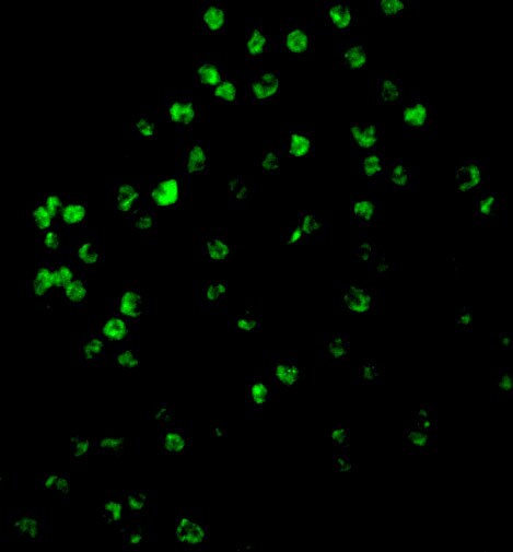 Caspase-4 Antibody - BSA Free