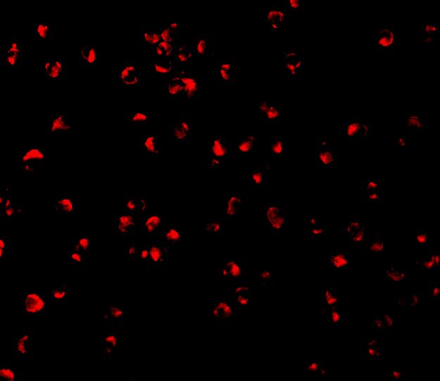Caspase 5 Antibody - BSA Free