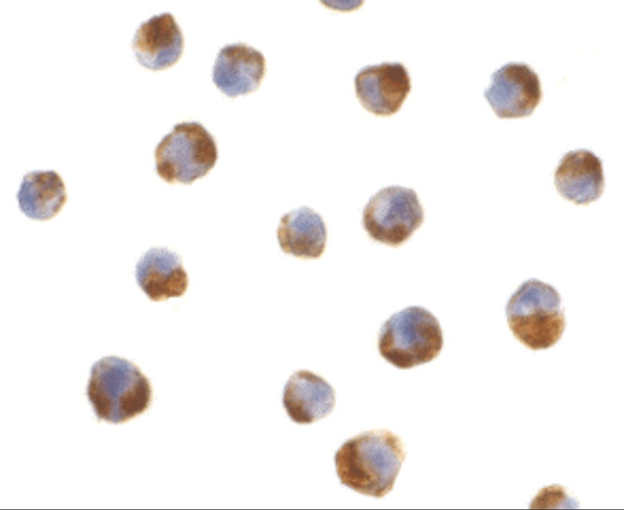 Caspase 5 Antibody - BSA Free