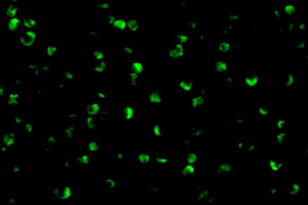RPTOR Antibody - BSA Free