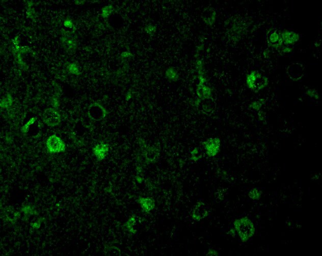 Rheb Antibody - BSA Free
