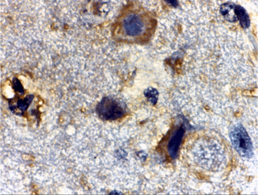 Rheb Antibody - BSA Free