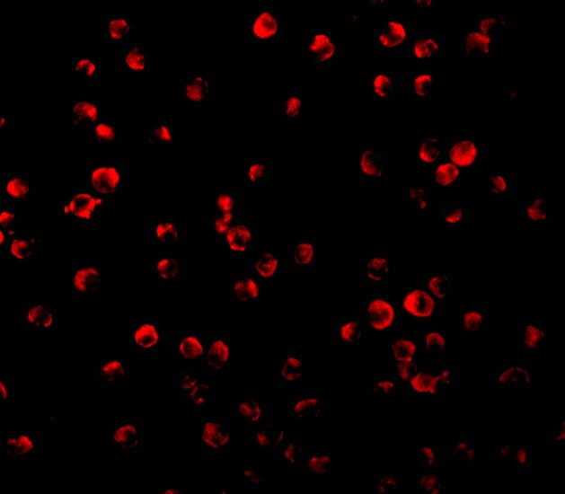 IRS1 Antibody - BSA Free