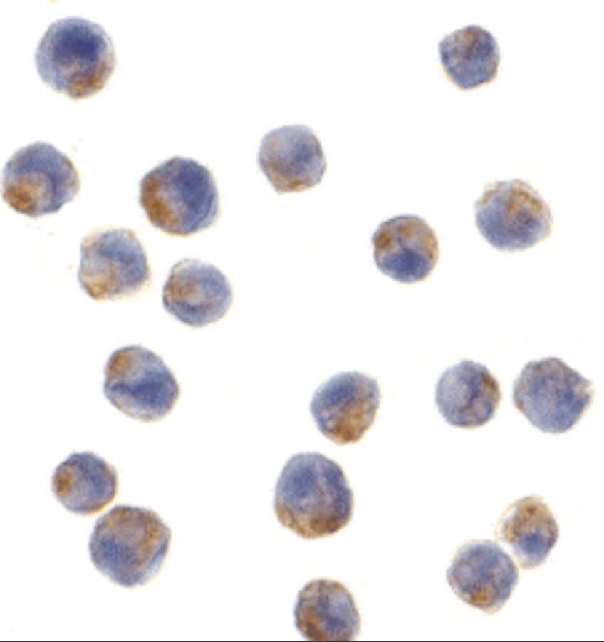 IRS1 Antibody - BSA Free