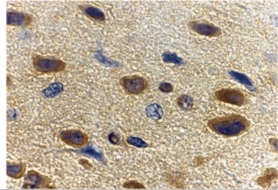 Adiponectin/Acrp30 Antibody - BSA Free