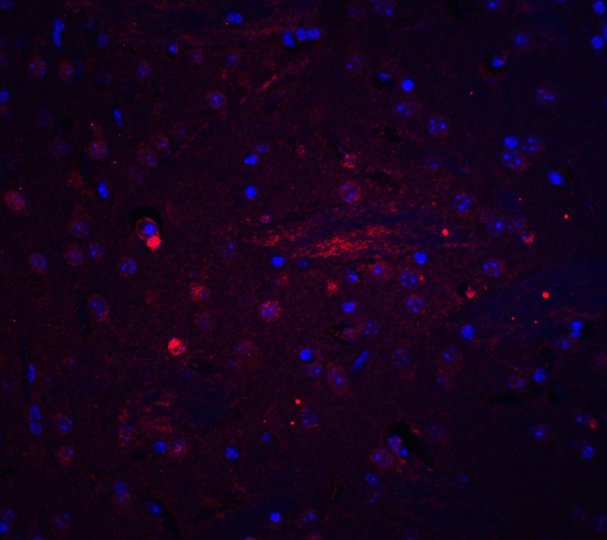 Adiponectin/Acrp30 Antibody - BSA Free