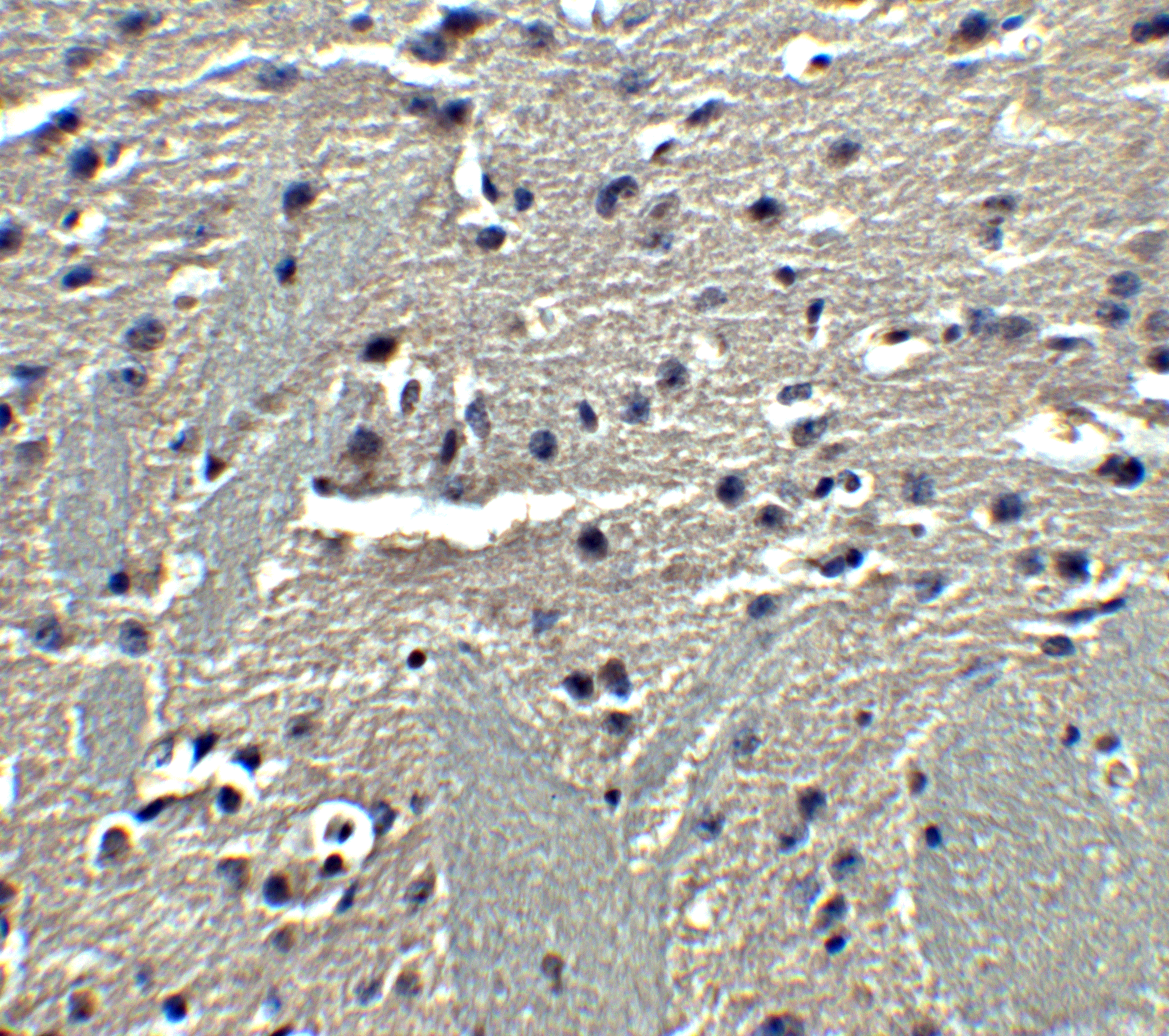 Adiponectin/Acrp30 Antibody - BSA Free