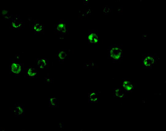 CTRP6 Antibody - BSA Free