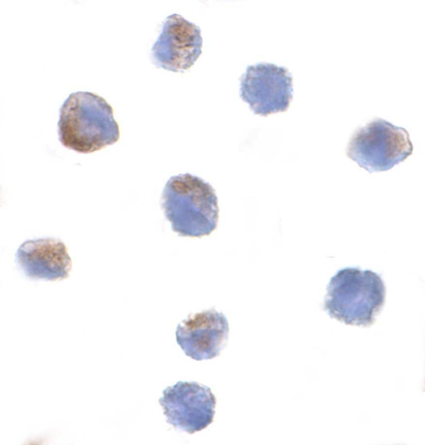 PARC Antibody - BSA Free