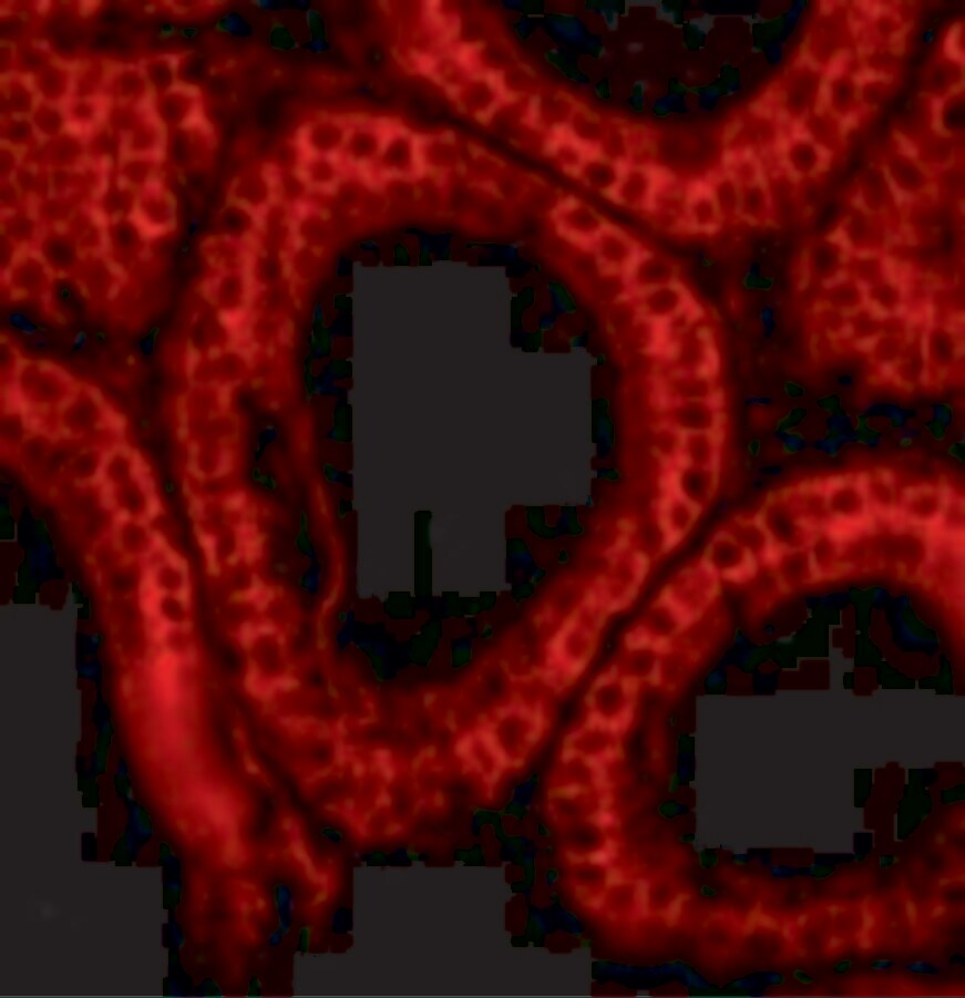 Bcl G Antibody - BSA Free