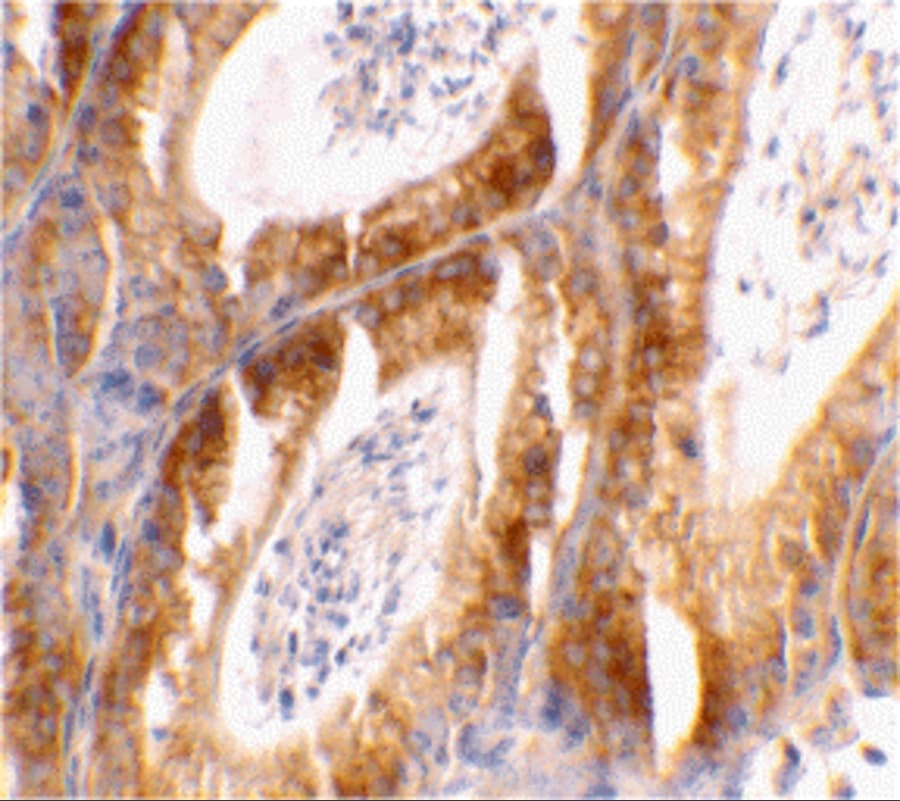 Bcl G Antibody - BSA Free