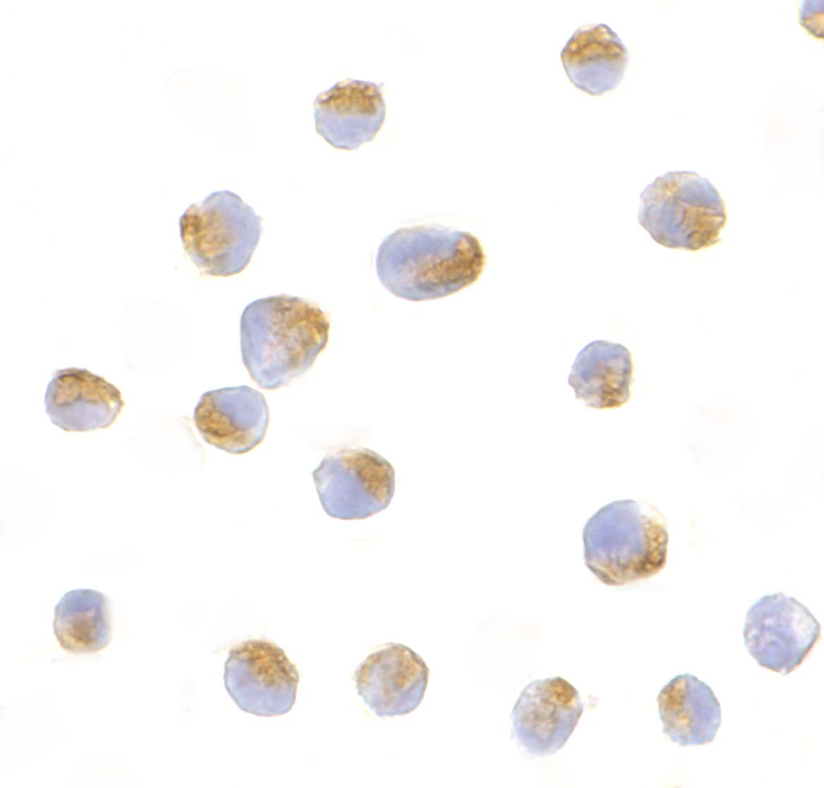 BCL2L10 Antibody - BSA Free