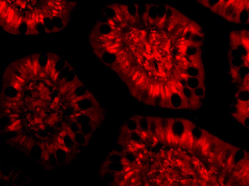 LANPL Antibody - BSA Free
