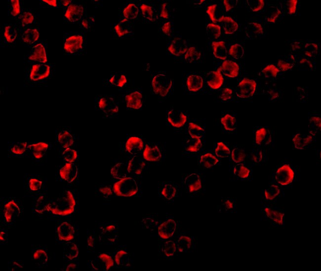 TRAF-6 Antibody - BSA Free