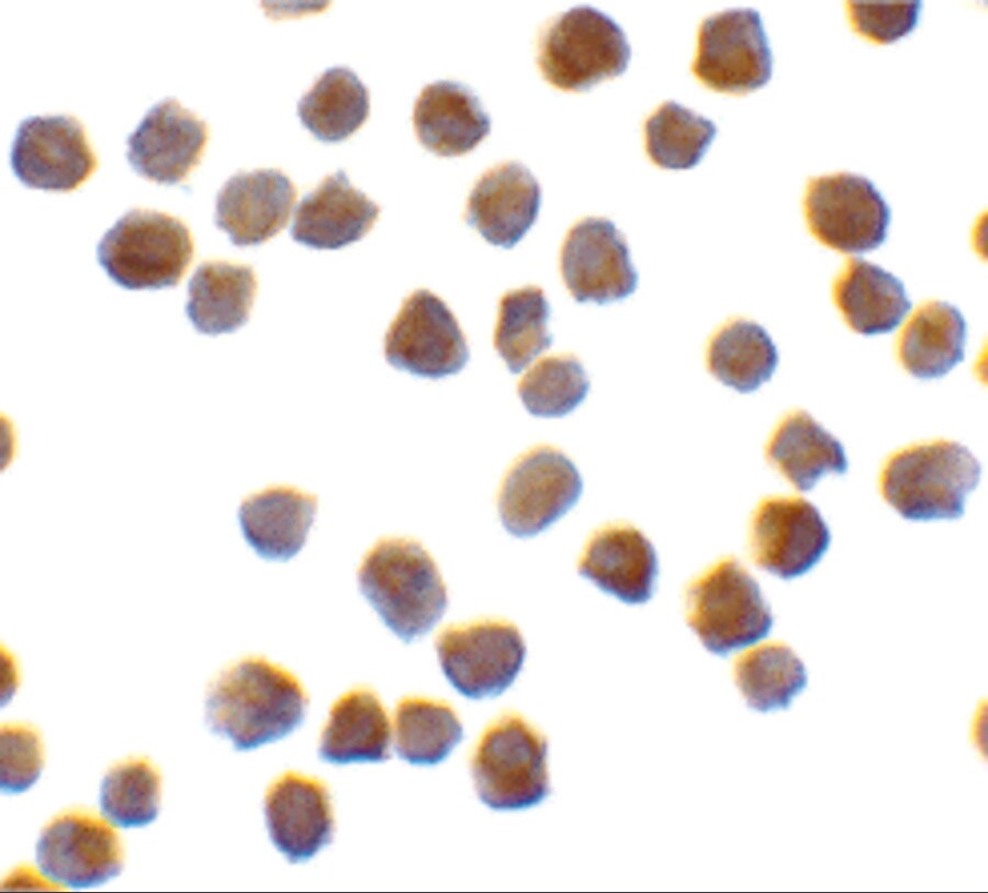 TRAF-6 Antibody - BSA Free
