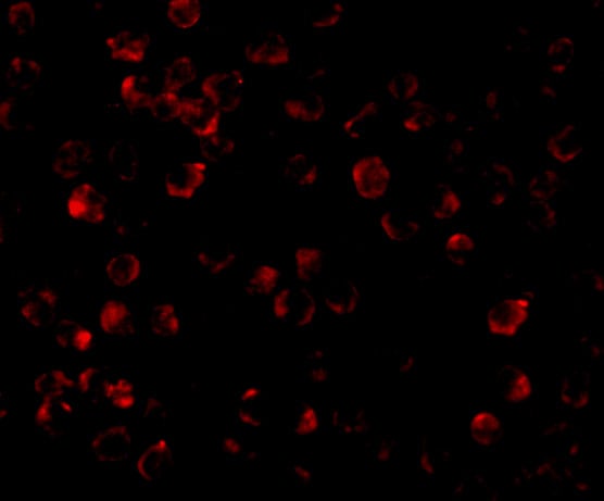 IRAK4 Antibody - BSA Free