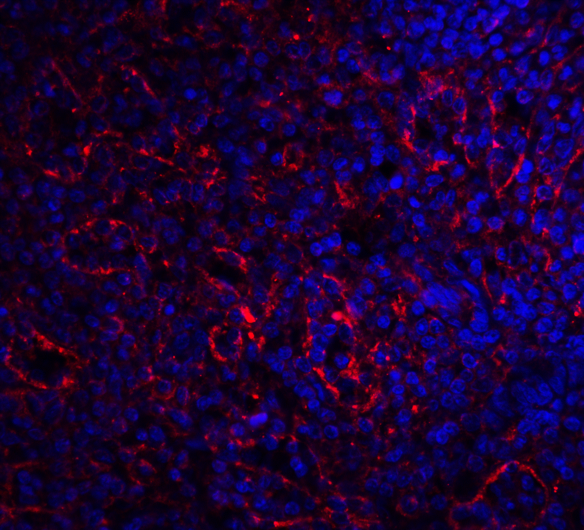 BAFFR/TNFRSF13C Antibody - BSA Free