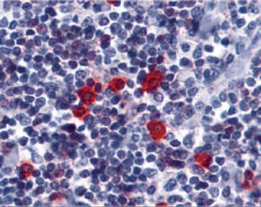 BAFFR/TNFRSF13C Antibody - BSA Free