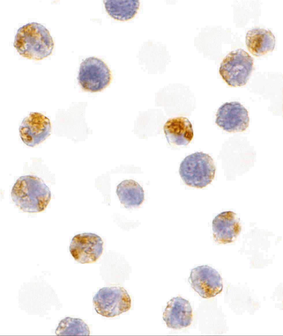 AICDA Antibody - BSA Free