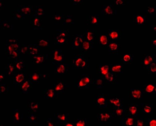 AICDA Antibody - BSA Free