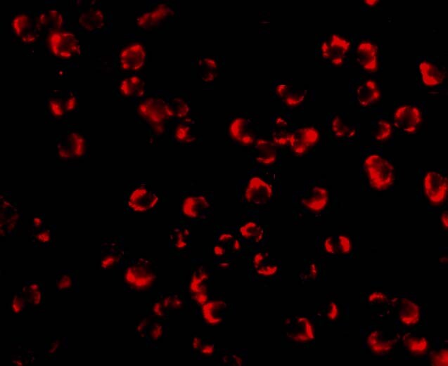 PAK7 Antibody - BSA Free