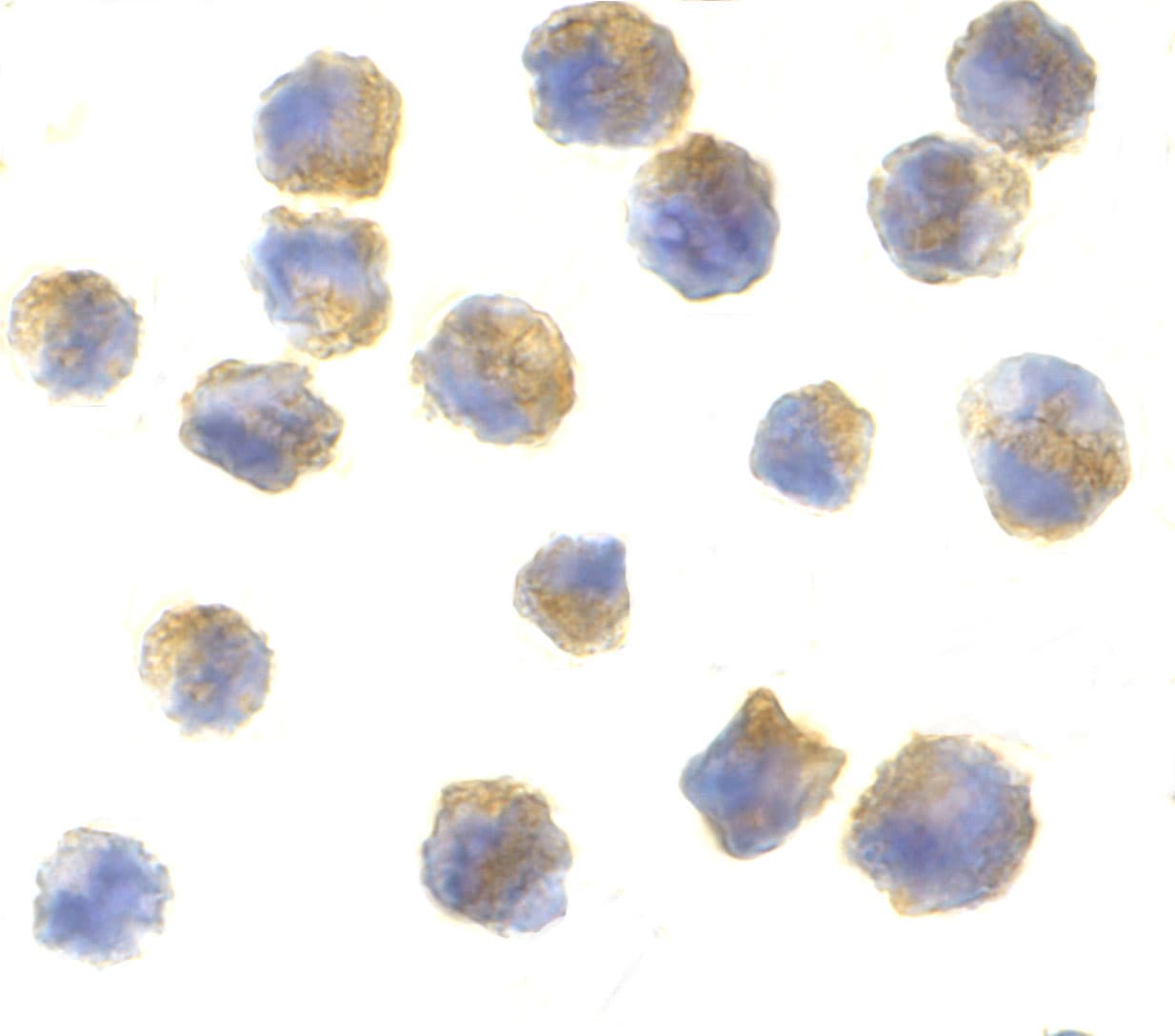 Cerebellin-1/Precerebellin Antibody - BSA Free