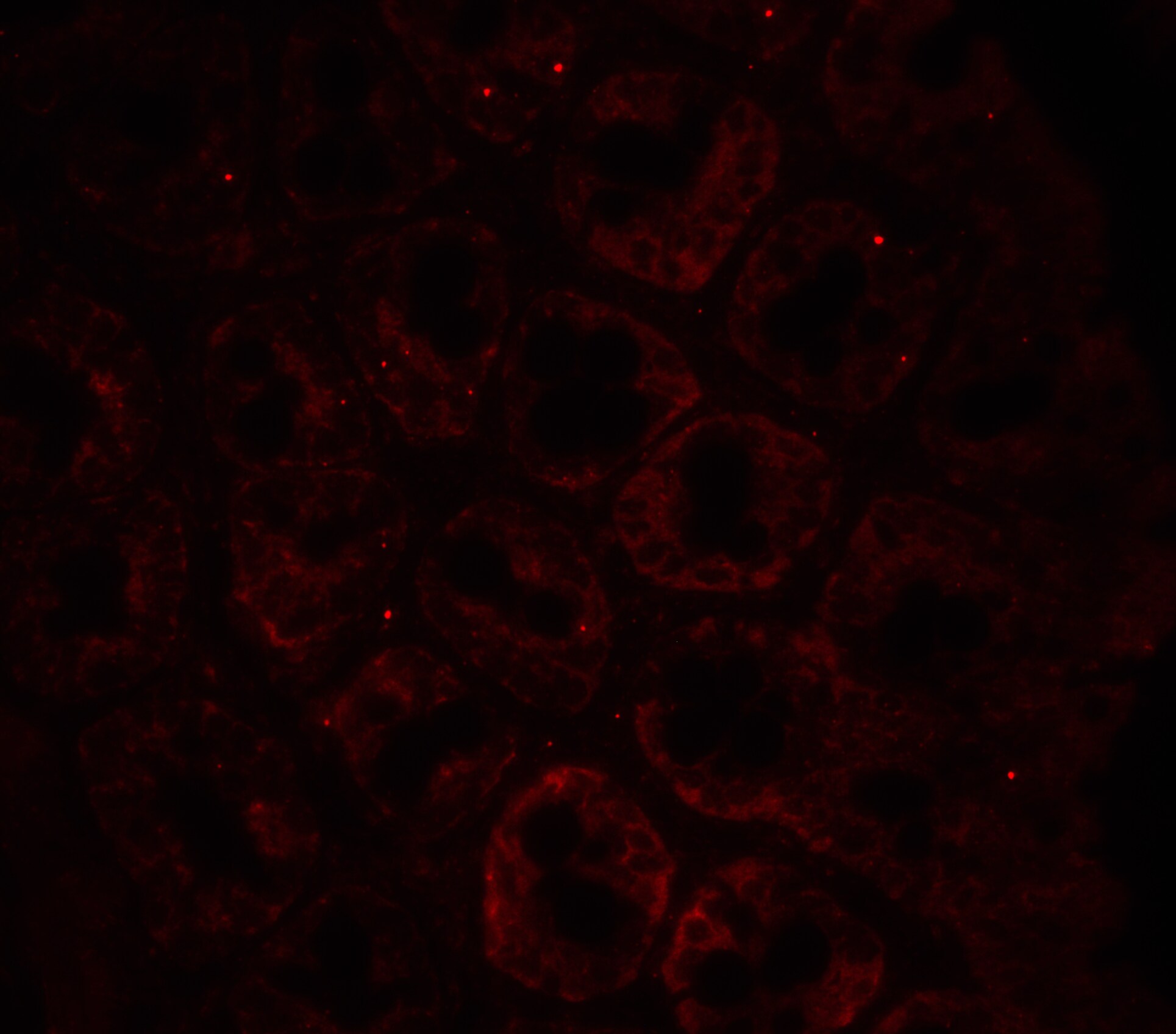 LAMP-1/CD107a Antibody - BSA Free