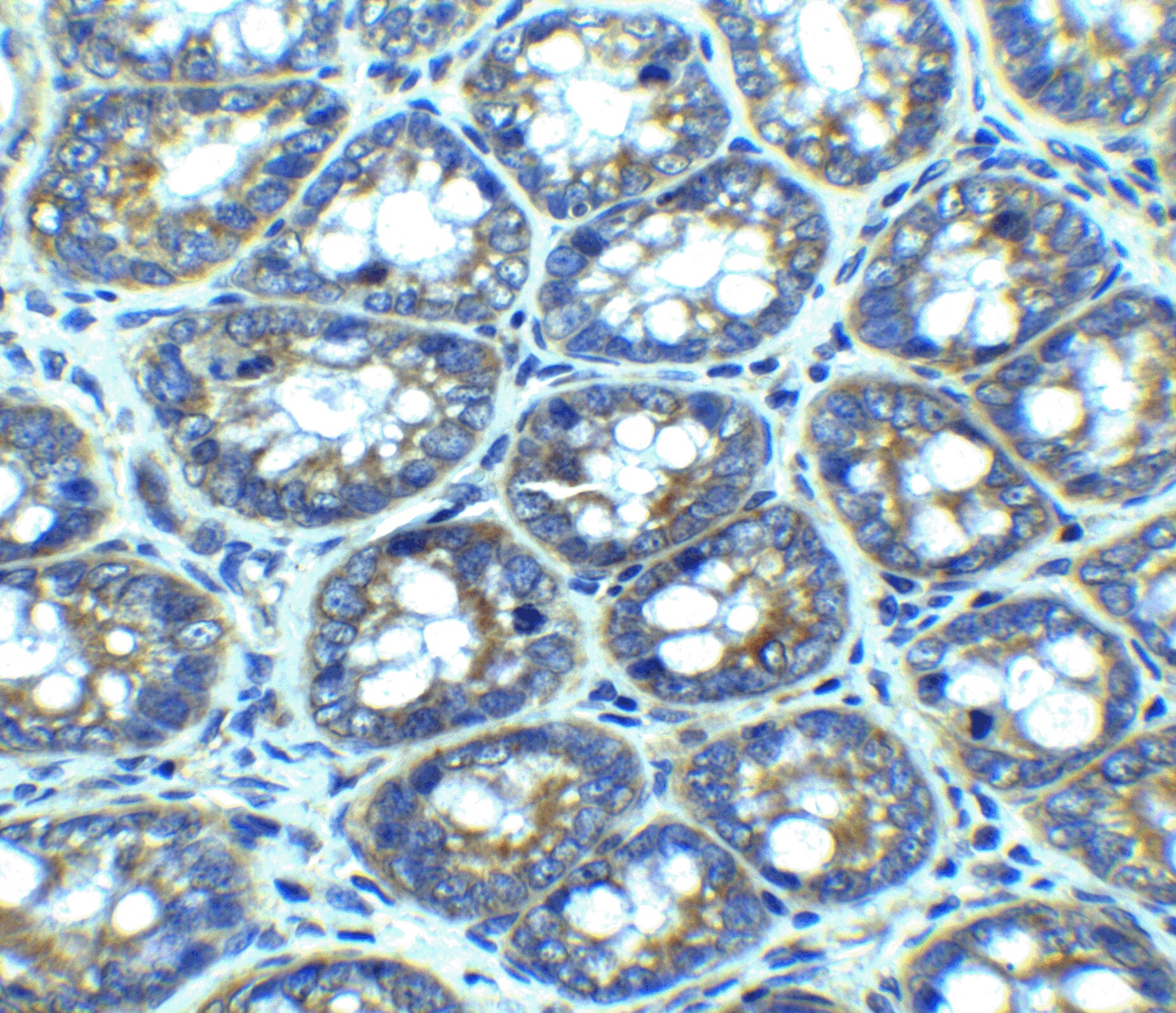 LAMP-1/CD107a Antibody - BSA Free
