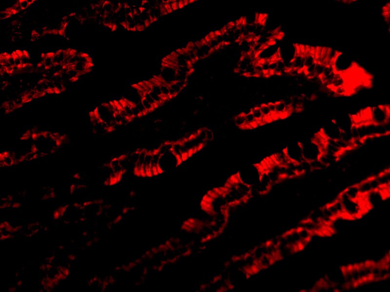 PIST Antibody - BSA Free