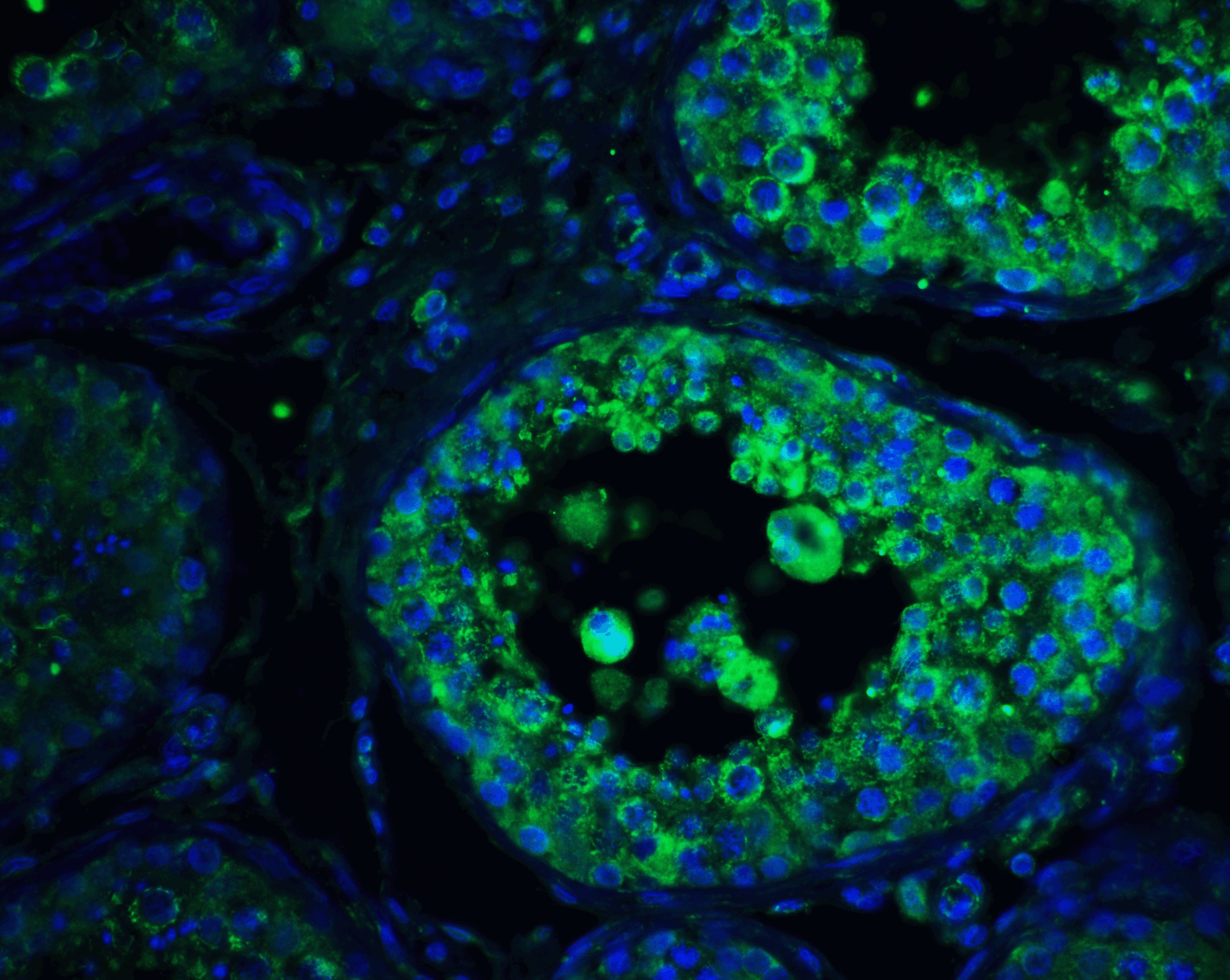 PIST Antibody - BSA Free