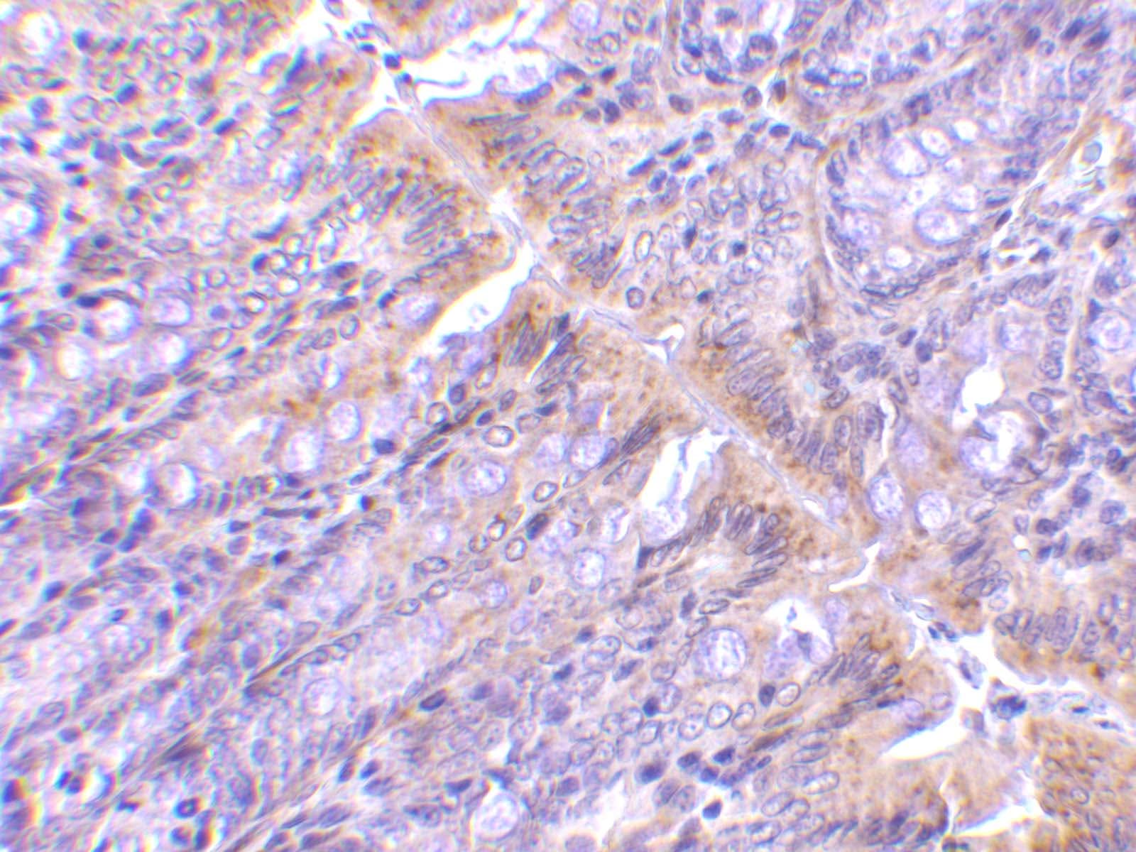 PIST Antibody - BSA Free