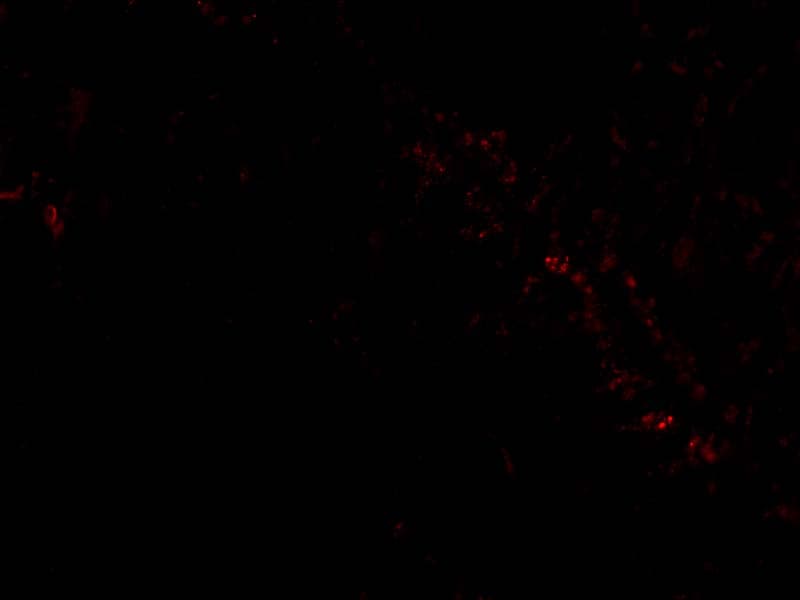PIST Antibody - BSA Free