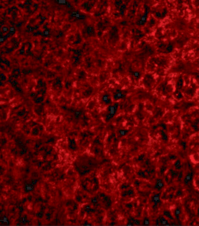 TRAF-2 Antibody - BSA Free