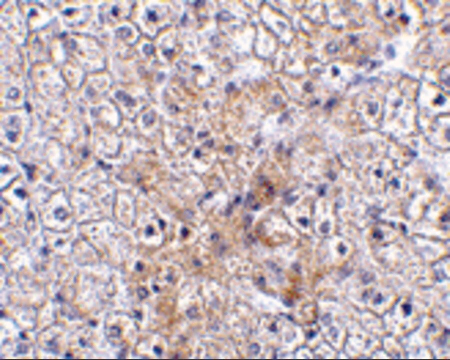 TRAF-2 Antibody - BSA Free