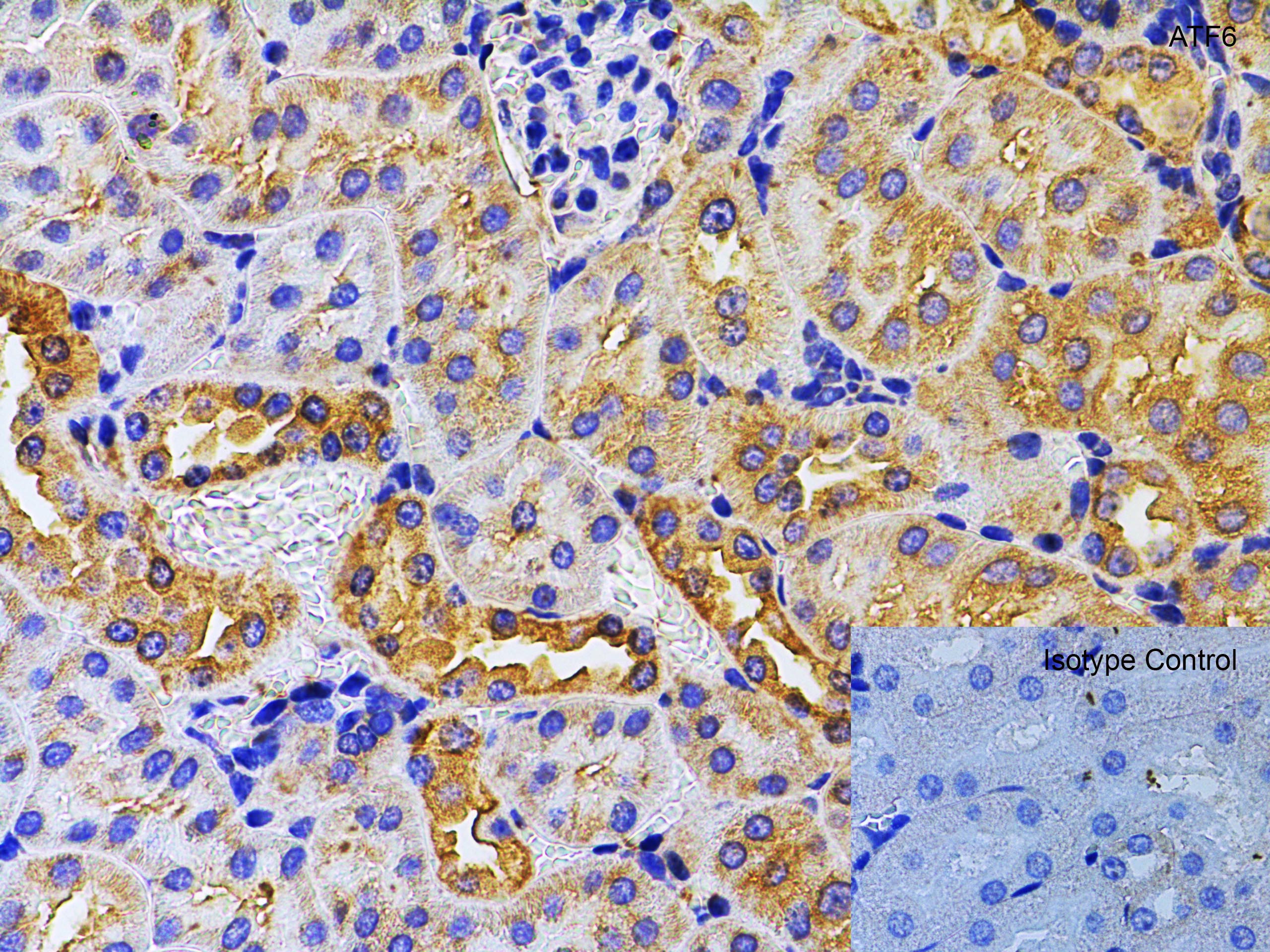 ATF6 Antibody - BSA Free