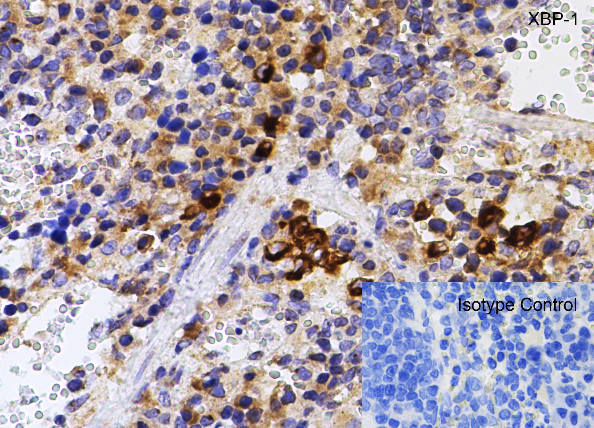 XBP1 Antibody - BSA Free